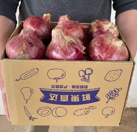 洋葱紫皮价格便宜紫红皮洋葱